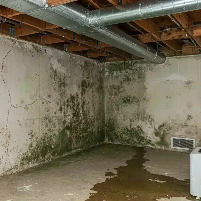 Professional Mold Removal in Franklin, ME